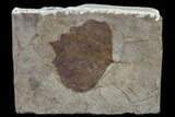 Fossil Poplar Leaf (Populus) - Nebraska #132995-1